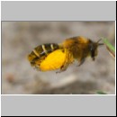 Dasypoda hirtipes - Hosenbiene x w04 - Sandgrube Heidesee OS-Bad Laer.jpg